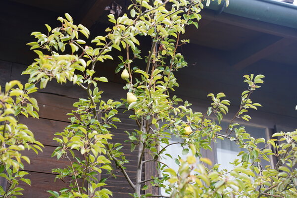 Birnbaum Nesslau